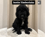 Puppy J Timberlake Goldendoodle
