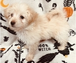 Puppy Tracy Pomeranian-Poodle (Toy) Mix