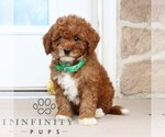 Small #3 Goldendoodle (Miniature)