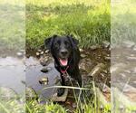Small #1 English Setter-Labrador Retriever Mix