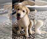 Small Siberian Husky Mix
