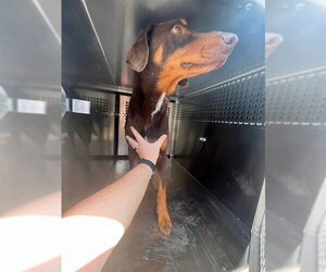 Doberman Pinscher-Unknown Mix Dogs for adoption in Oklahoma City, OK, USA