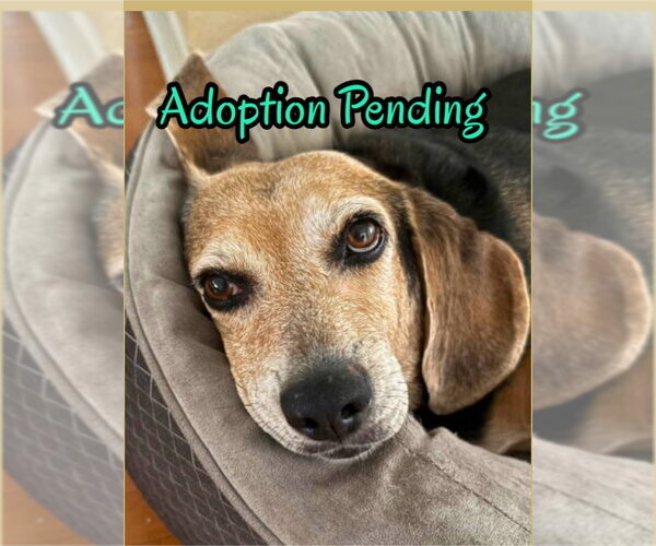 Medium Photo #1  Puppy For Sale in , 