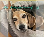 Small Beagle