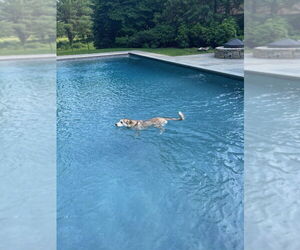 Kippa - Female Gerberian Shepsky Dog for Adoption - Photo #4