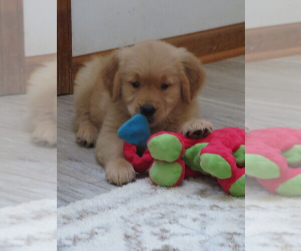 Medium Photo #4 Golden Retriever Puppy For Sale in MECHANICSVILLE, MD, USA