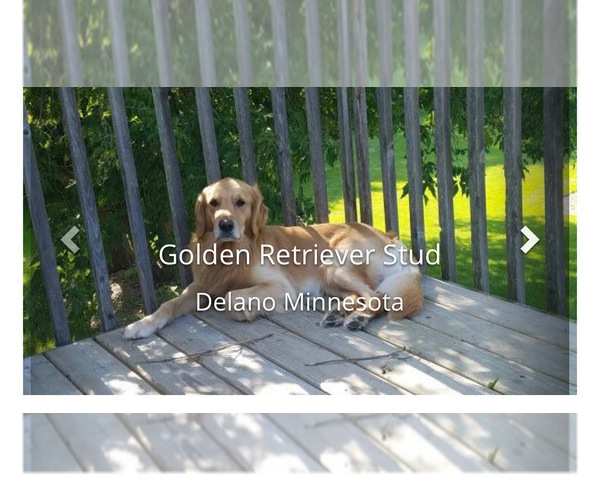 Medium Photo #8 Golden Retriever Puppy For Sale in DASSEL, MN, USA