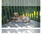 Small Photo #8 Golden Retriever Puppy For Sale in DASSEL, MN, USA