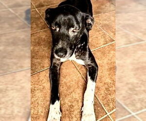 Labrador Retriever Dogs for adoption in Houston, TX, USA