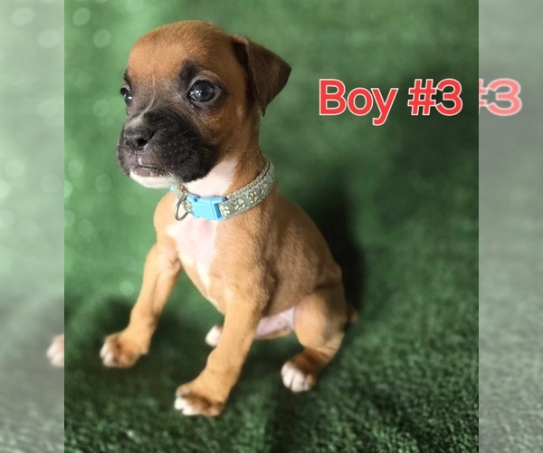 Medium Photo #7 Boxer Puppy For Sale in VICTORIA, TX, USA