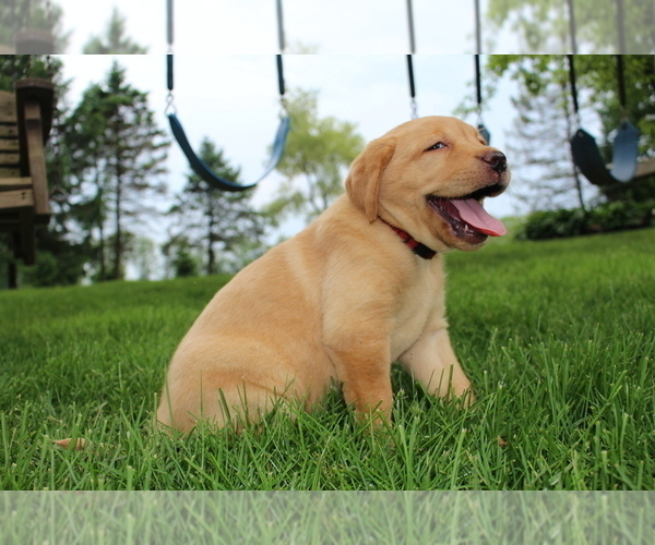 Medium Photo #3 Labrador Retriever Puppy For Sale in FRYSTOWN, PA, USA