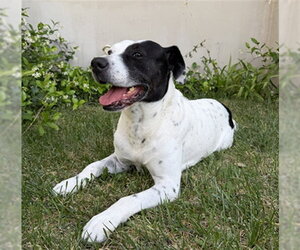 Mutt Dogs for adoption in Las Vegas, NV, USA