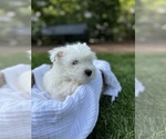 Small #18 West Highland White Terrier