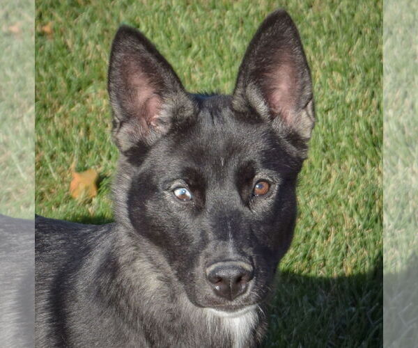 Medium Photo #4 Norwegian Elkhound Puppy For Sale in Huntley, IL, USA
