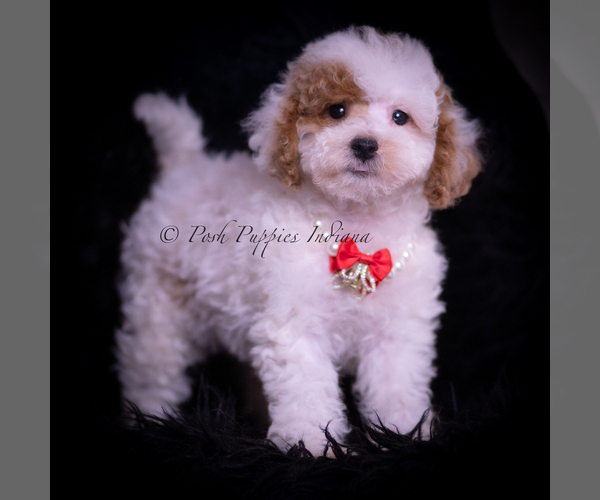 Medium Photo #86 Maltipoo (Miniature) Puppy For Sale in WARSAW, IN, USA