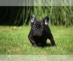 Small Photo #2 French Bulldog Puppy For Sale in Balmazujvaros, Hajdu-Bihar, Hungary