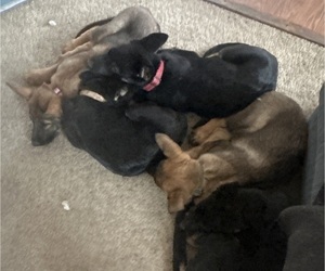 German Shepherd Dog Puppy for Sale in DEARBORN HEIGHTS, Michigan USA