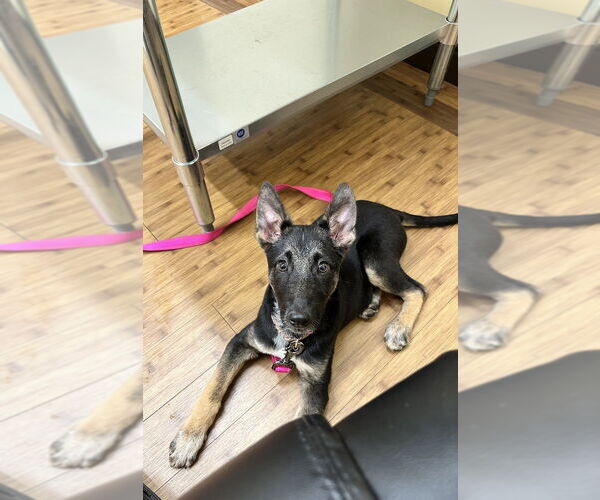 Medium Photo #6 German Shepherd Dog-Unknown Mix Puppy For Sale in West Sacramento, CA, USA