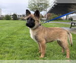 Small #28 German Shepherd Dog