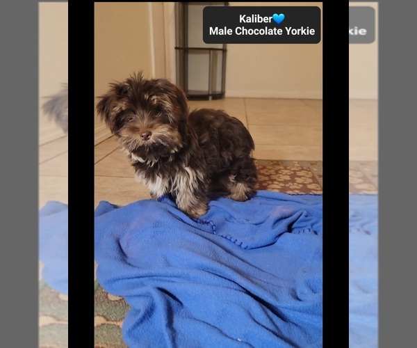 Medium Photo #4 Yorkshire Terrier Puppy For Sale in TUCSON, AZ, USA