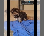Small #3 Yorkshire Terrier