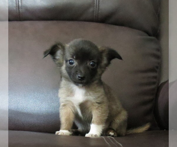 Medium Photo #8 Chihuahua Puppy For Sale in HAYES, VA, USA