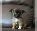 Small #7 Chihuahua