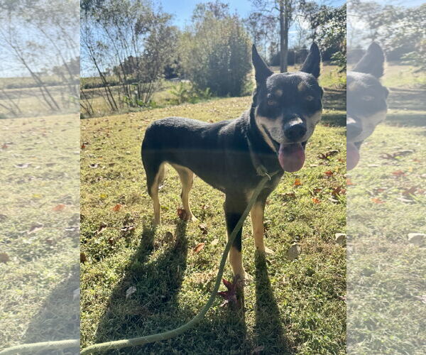 Medium Photo #2 Gerberian Shepsky Puppy For Sale in Sparta, TN, USA