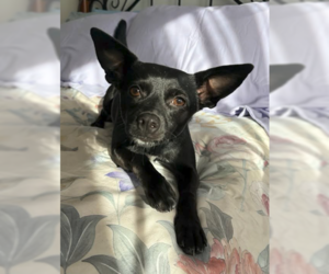 Chihuahua-Unknown Mix Dogs for adoption in Alexandria, KY, USA