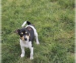 Small Photo #24 Rat Terrier Puppy For Sale in ELLENSBURG, WA, USA