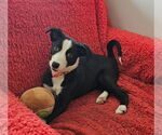 Small #1 Border Collie Mix