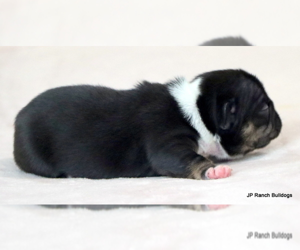 Medium Photo #4 French Bulldog Puppy For Sale in WINNSBORO, TX, USA