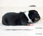 Small #3 French Bulldog