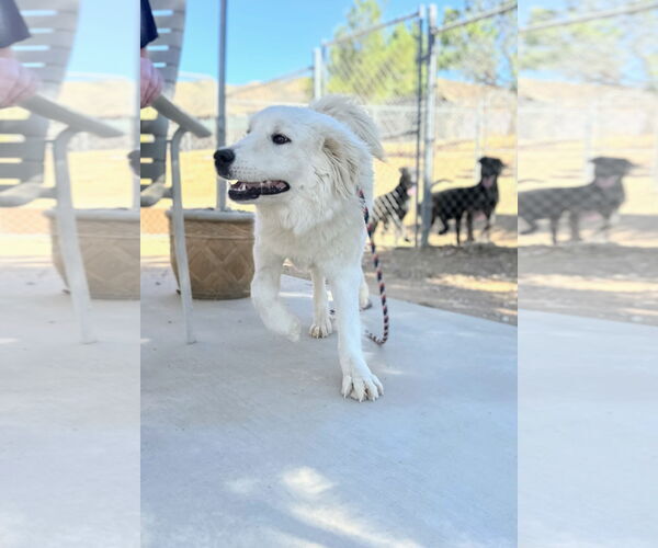 Medium Photo #7 Golden Pyrenees Puppy For Sale in San Diego, CA, USA