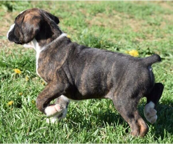 Medium Photo #5 Boxer Puppy For Sale in SENECA, KS, USA