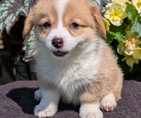 Medium Photo #10 Pembroke Welsh Corgi Puppy For Sale in GOSHEN, IN, USA