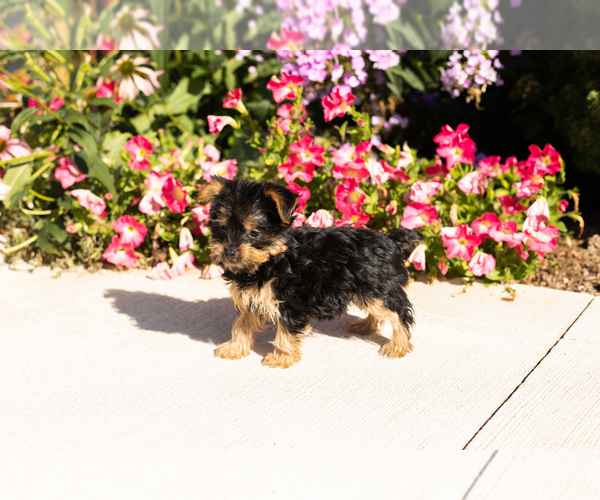 Medium Photo #4 Yorkshire Terrier Puppy For Sale in NAPPANEE, IN, USA
