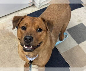 American Pit Bull Terrier-Golden Retriever Mix Dogs for adoption in Millersville, MD, USA