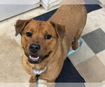 Small American Pit Bull Terrier-Golden Retriever Mix