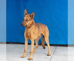 Small #1 German Shepherd Dog Mix