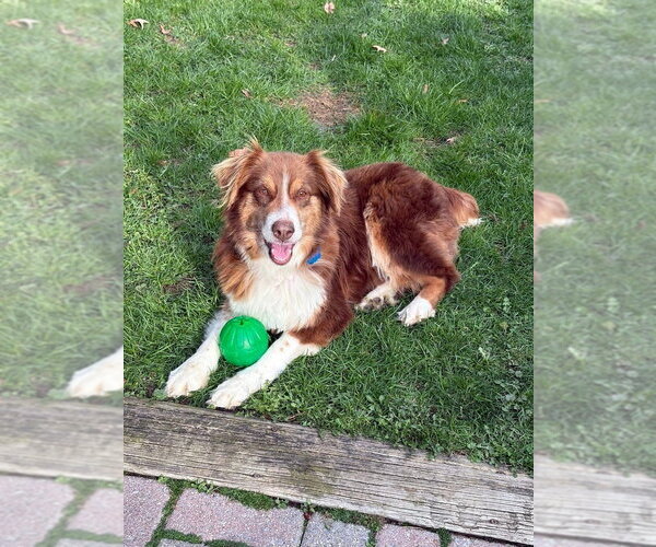 Medium Photo #1 Australian Shepherd-Unknown Mix Puppy For Sale in Springdale, PA, USA