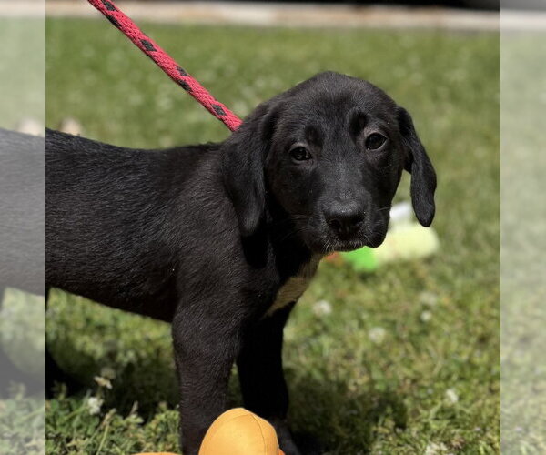 Medium Photo #1 Labrador Retriever Puppy For Sale in Yardley, PA, USA