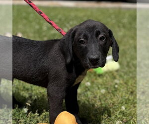 Labrador Retriever Dogs for adoption in Yardley, PA, USA