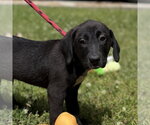 Small Labrador Retriever