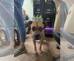 Small Photo #21 Boxer Puppy For Sale in Burnsville, MN, USA