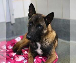 Mutt Dogs for adoption in San Antonio, TX, USA