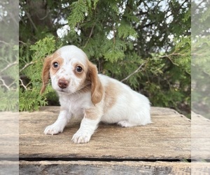 Dachshund Puppy for sale in MIDDLEBURY, IN, USA