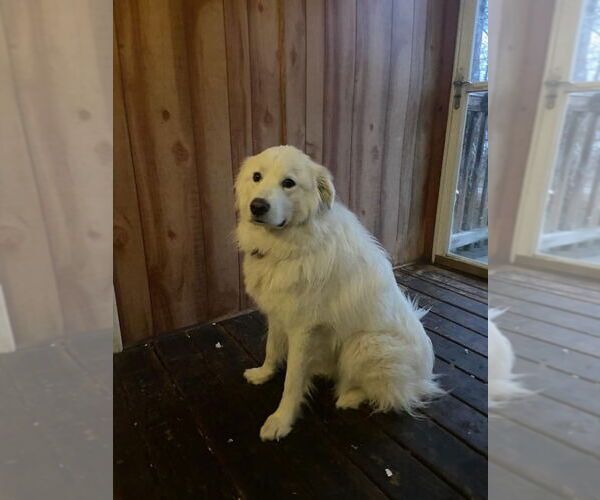 Medium Photo #1 Great Pyrenees Puppy For Sale in Croydon, NH, USA