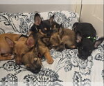 Small Photo #2 Chihuahua-Unknown Mix Puppy For Sale in Virginia Beach, VA, USA
