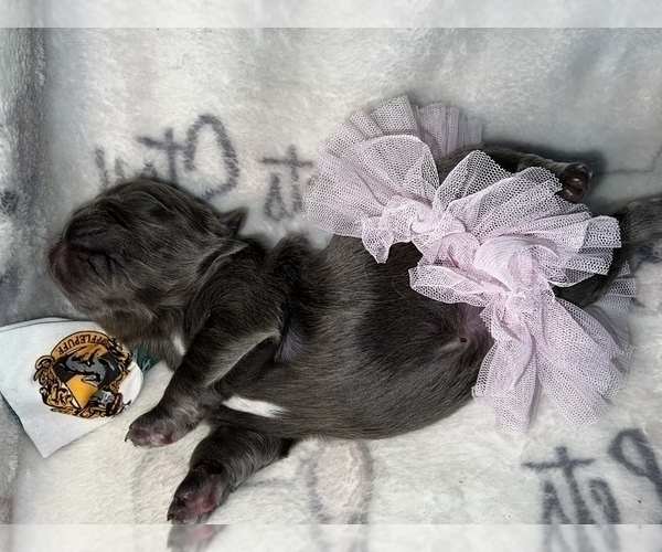 Medium Photo #28 French Bulldog Puppy For Sale in MIMS, FL, USA